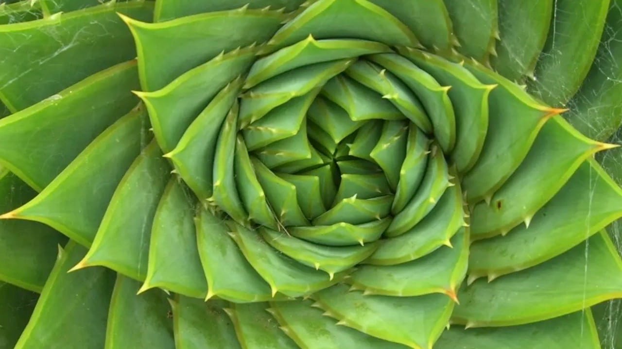 Dynamic Programming and Fibonnaci